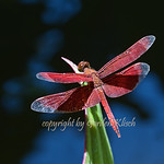 Dragon fly 1