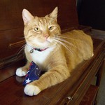 I LOVE my catnip toy!