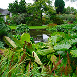 The Beth Chatto Gardens - Almost a Final Pond Look!