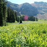 Colorado Wildflowers