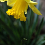 The New Daffodil