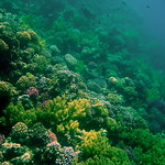 barrier reef 's life