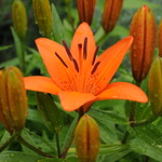 Lilies - After the rain storm