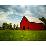 Red Barn and Buttercups