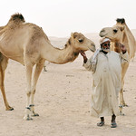 Camel Farm