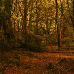 La Fageda d'en Jord&agrave; (XVIII)