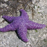 Purple Seastar (Pisaster ochraceus) IMG_4582