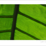 Leaf DSC_8680