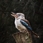 The Laughing Jackass