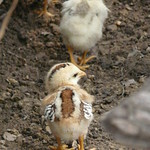 Een klein lief kuikentje