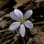 hepatica-white