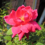 Big Red(China Old Rose)