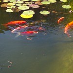 Koi Pond