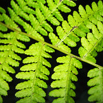 Fern Leaf