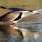black skimmer