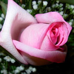 A pink rose