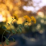 Oh, how I wish you were here.