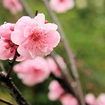 Pink Cherry Blossom