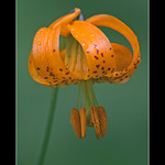 Wild Lily