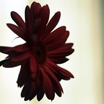 Happy Scarlet Sunday!!