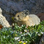 My Favorite: The Pika