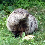 Groundhog