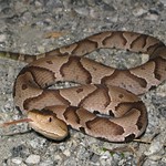 Copperhead (Agkistrodon contortrix)