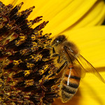 bee-ing dedicated about the passion (imagoism #9)