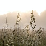 Early Morning Misty Sunrise