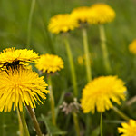 Dandelion field