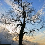 Local Tree (see Winter Sunset in Fingal 1)