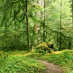 Gray Wolf River Trail, Olympic National Park, Wa