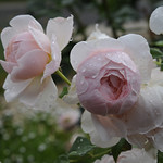 Ambridge Rose
