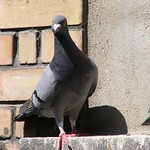 Pigeon