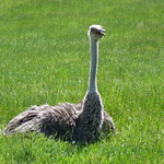 Roseburg drive thru safari