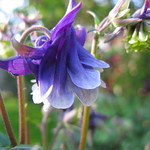 Columbine