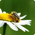 Come, cuddle your head on my shoulder