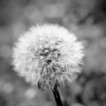 Dandelion Fluff