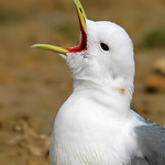 GAIVOTA-TRID&Aacute;CTILA