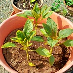 Amaranthus Hot Biscuits