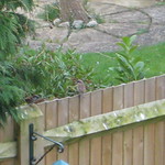 9.4.09 BG8 House sparrow