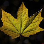 Sycamore Leaf