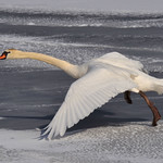 Ice Swan Dancing