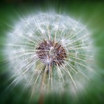 Dandelion Dream
