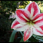 Candy stripes Hippeastrum hybrid...