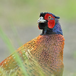 Common Pheasant portrait