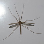 Crane fly (female)