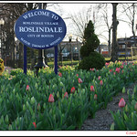 Roslindale Village tulips
