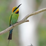 Rainbow Bee-eater