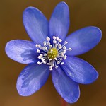 Spring flowers 11: A flower of the Liverwort.